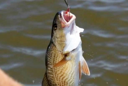 Nhân quả báo ứng, người xiên cá, cá móc người